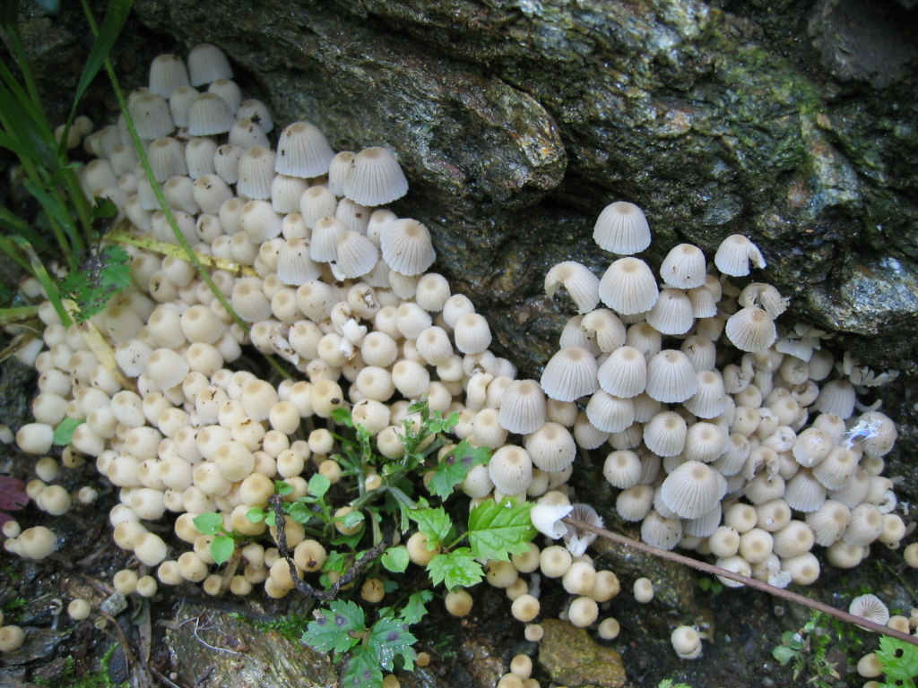 2005 :  Un anno di funghi